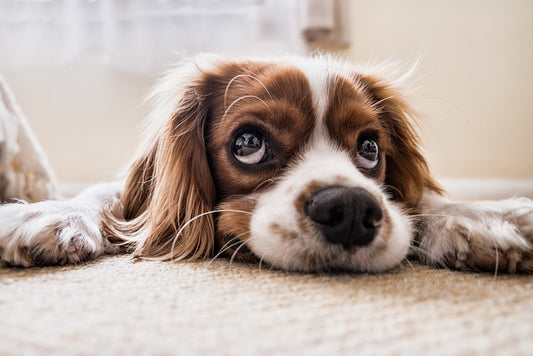 Unleash Your Dog's Hidden Intelligence: Transform Bad Behavior into Dream Pet Obedience!
